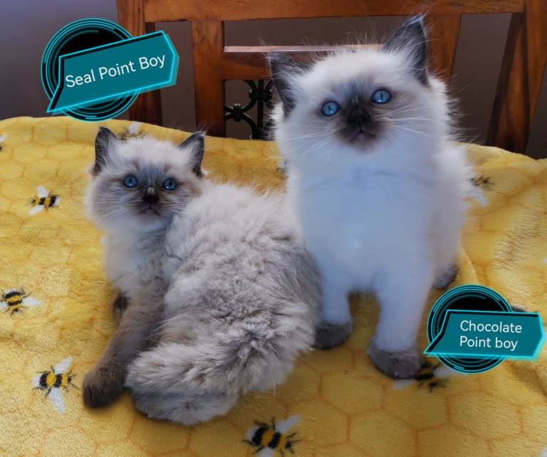 Purebred Ragdoll kittens 