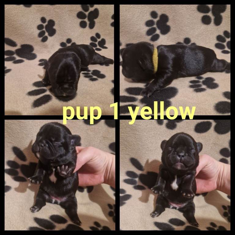 Female French bulldog 