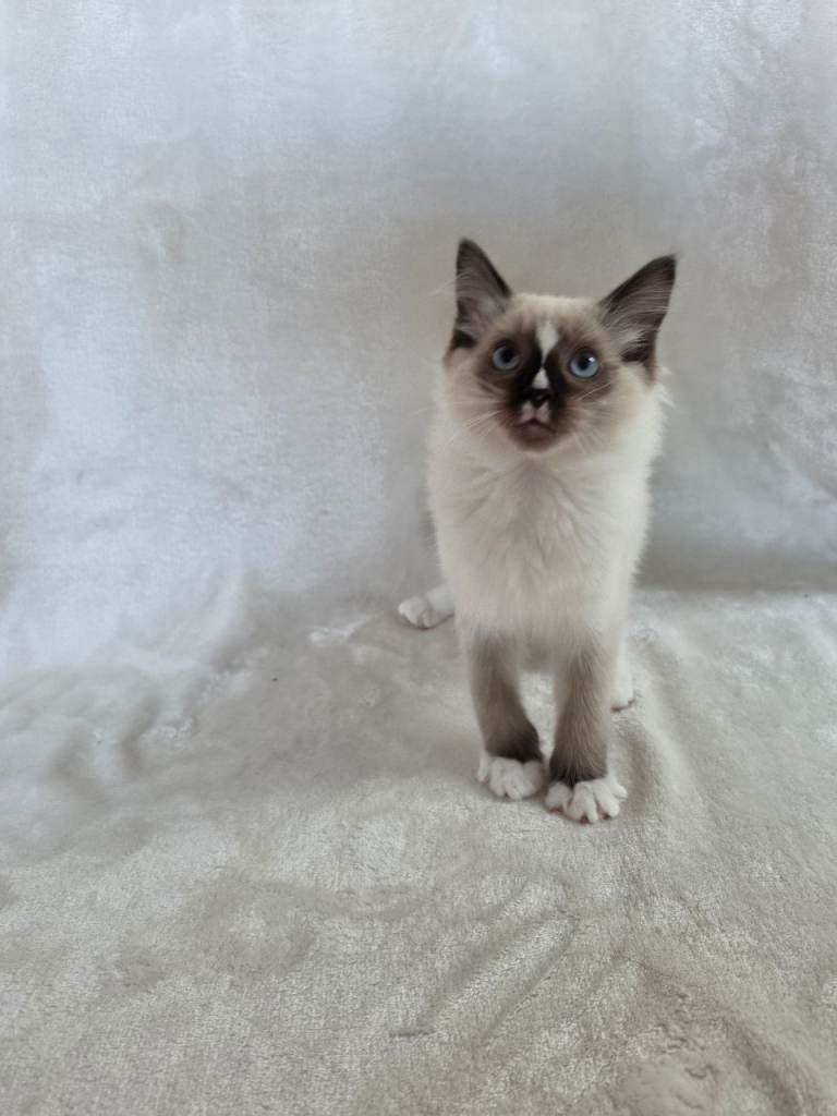 Ragdoll kittens