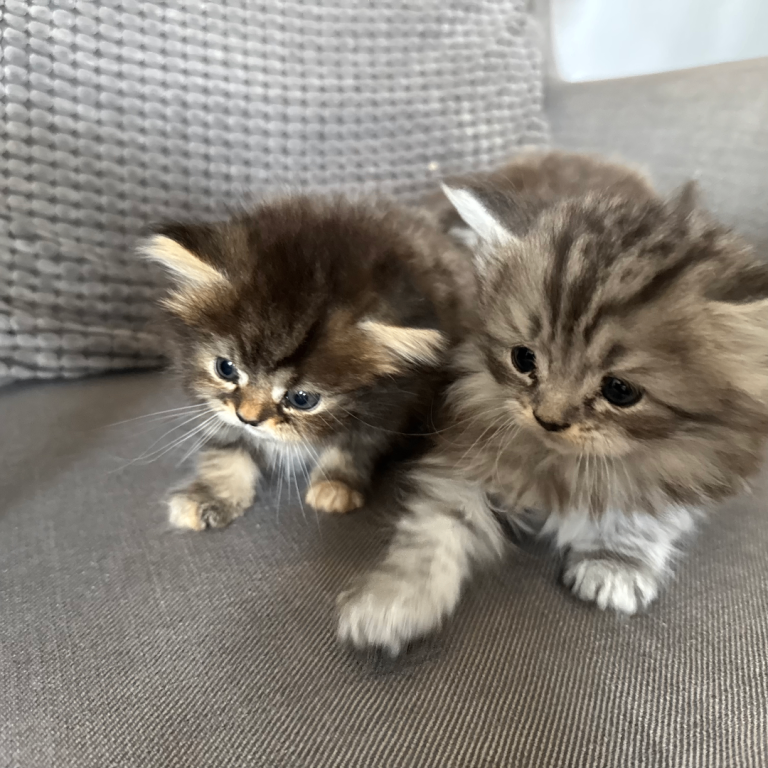 3 Cute Persian Kittens available Ready To Leave!
