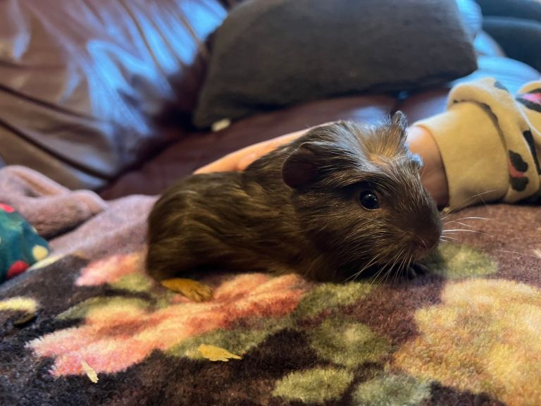 Guinea pigs 