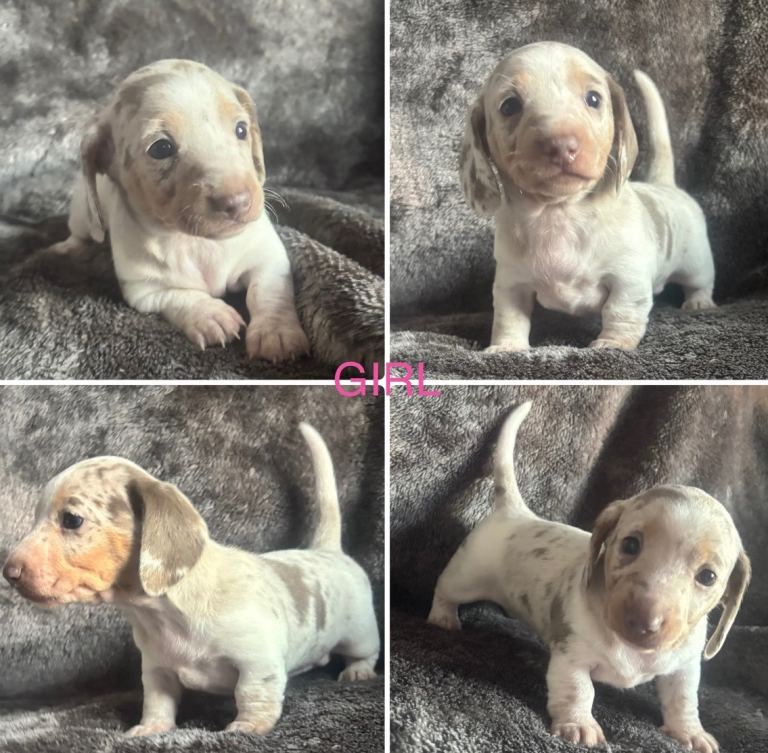 Kc registered miniature dachshunds puppies 