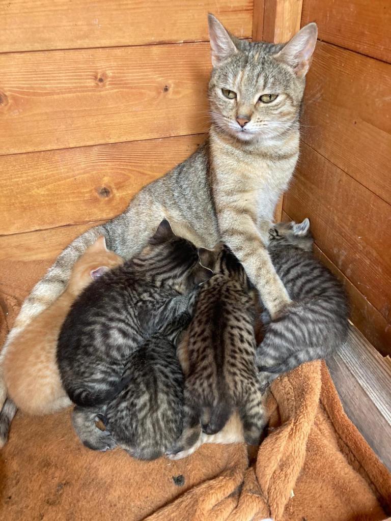Bengal kittens