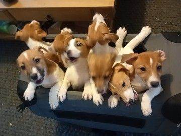 Jack Russell Puppies 