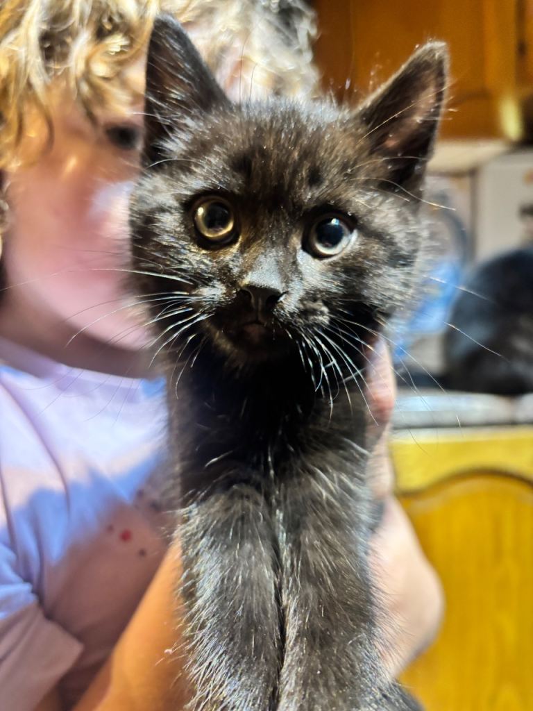 Beautiful Loving Cuddly Kitten Used to Kids and Dogs 8 Weeks Now 