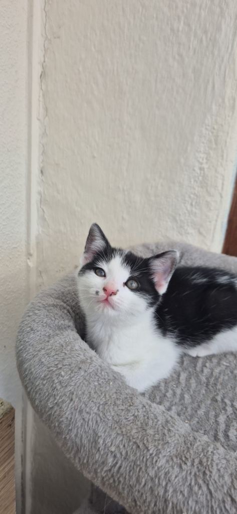 Beautiful Playful Kittens – Ready for Loving Home