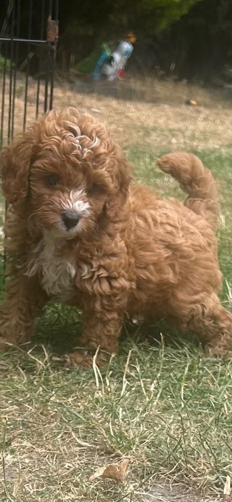 cavapoos!! 1 boy left!!