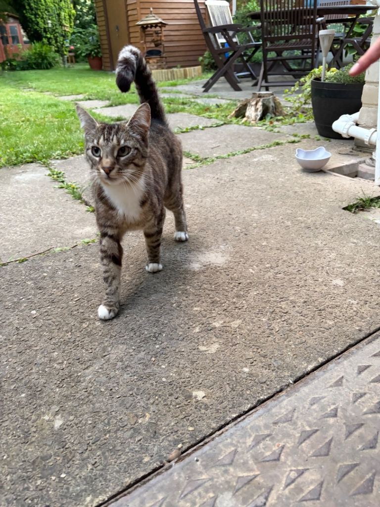 Found cat