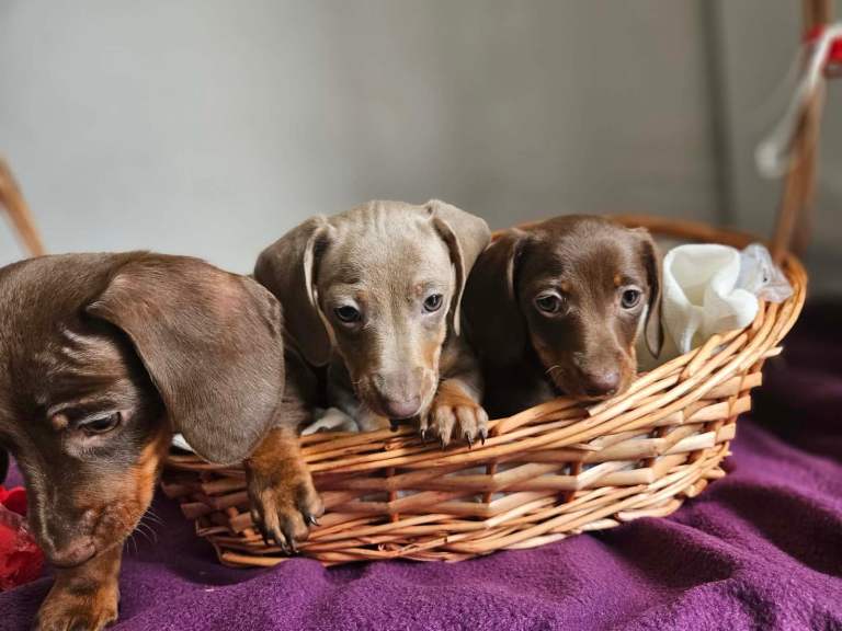 Dachund puppy’s 