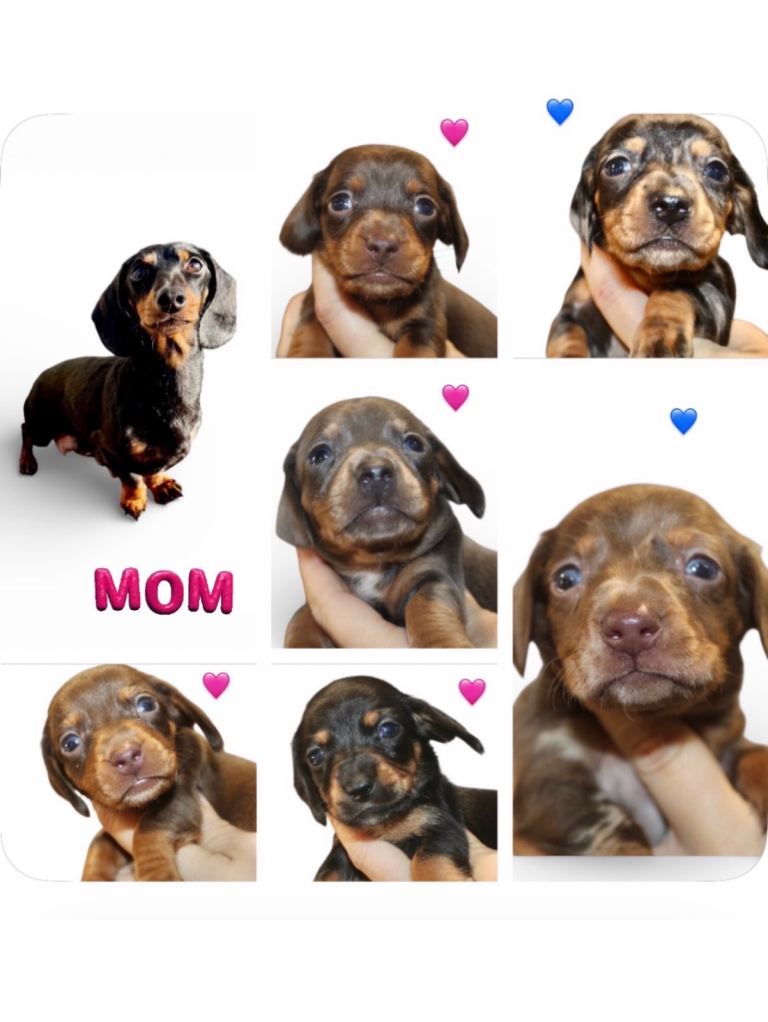 🐾 Tiny Paws, Big personalities ! Mini dachshund puppies 🐾