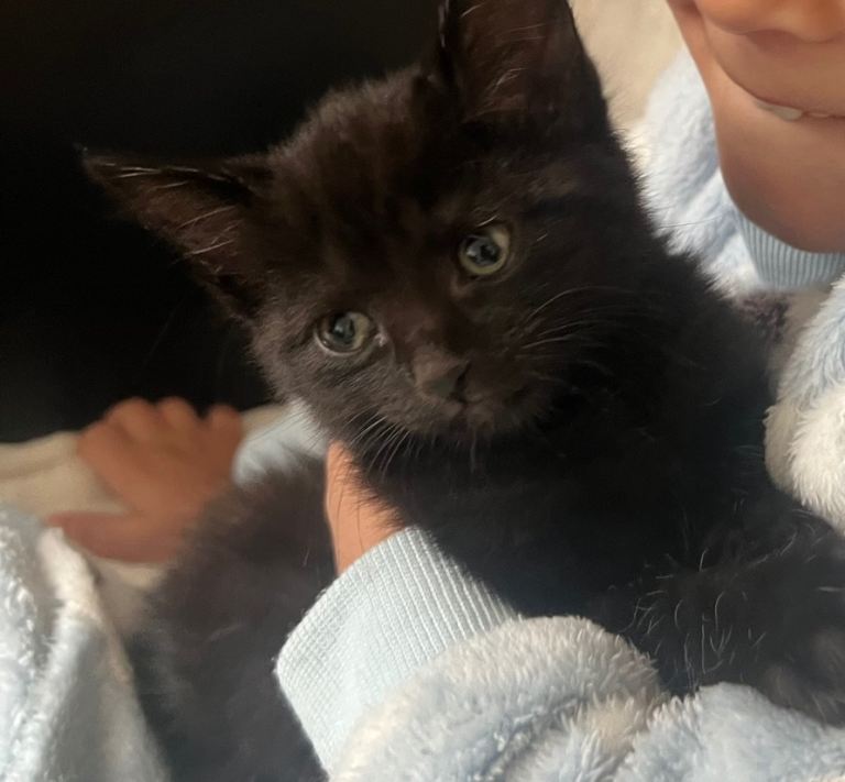Kitten for sale