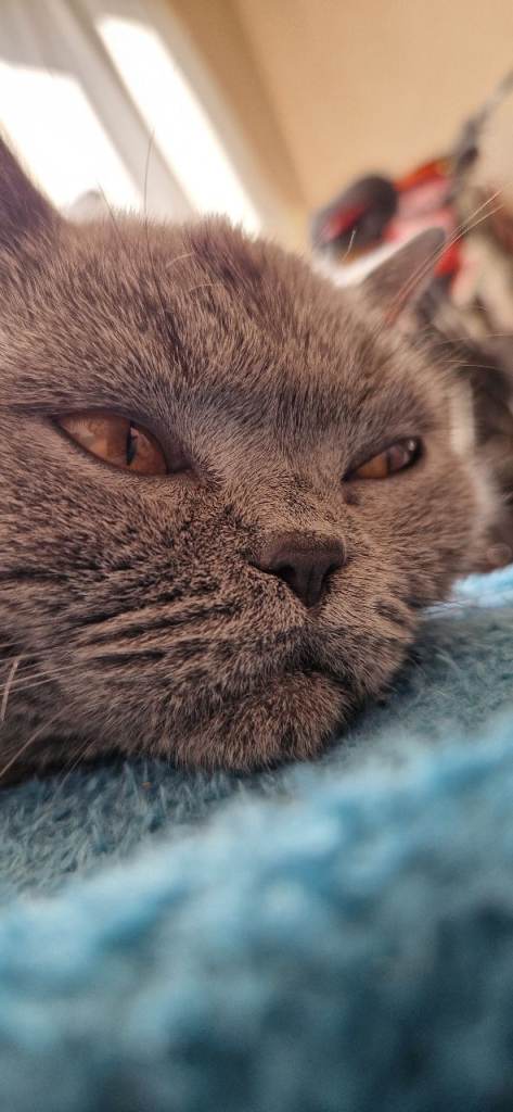 British Shorthair