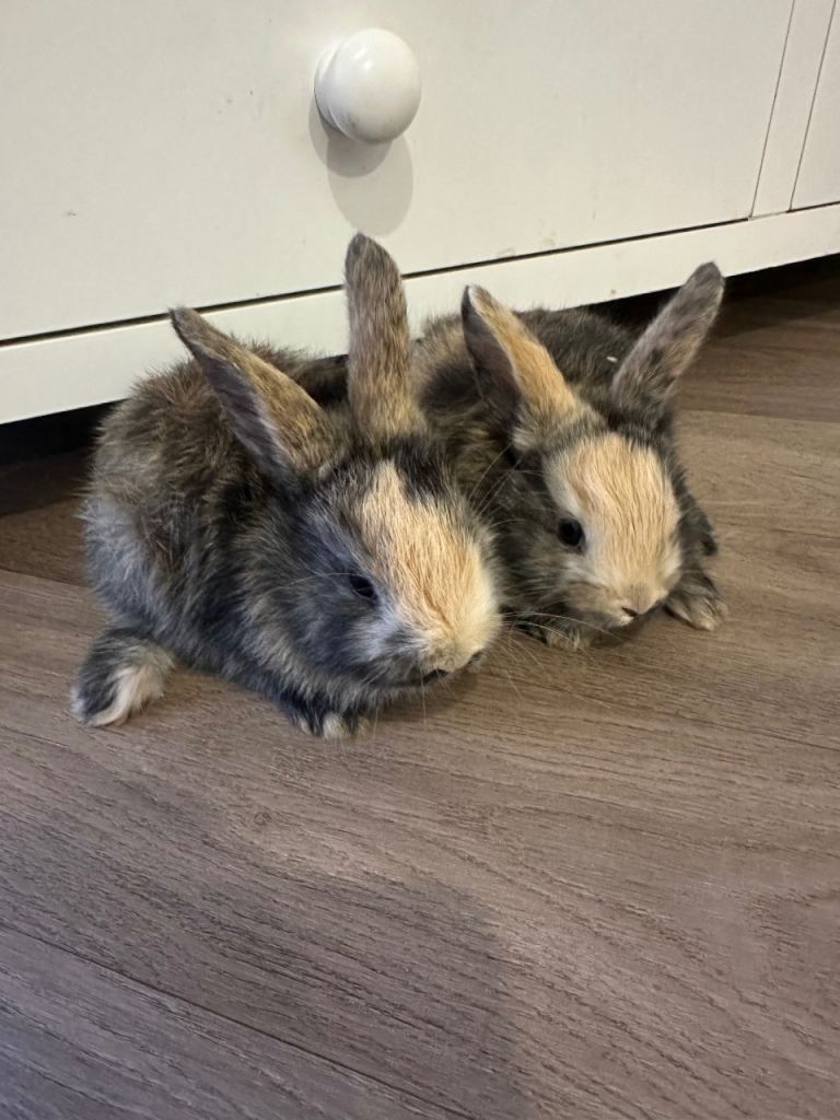 Harlequin X dwarf rabbits for sale 