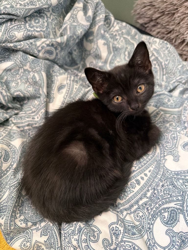 Cute playful kittens - half British short hair half domesticated 