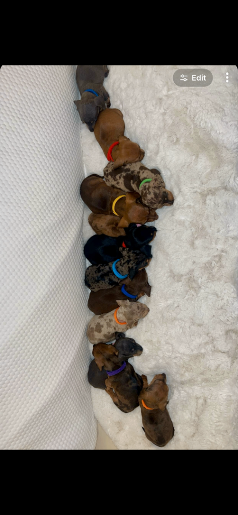 🐾 Daxie & Chocolate’s Beautiful Puppies