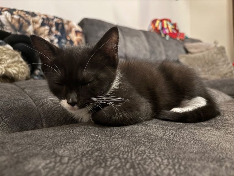 Beautiful baby boy for sale