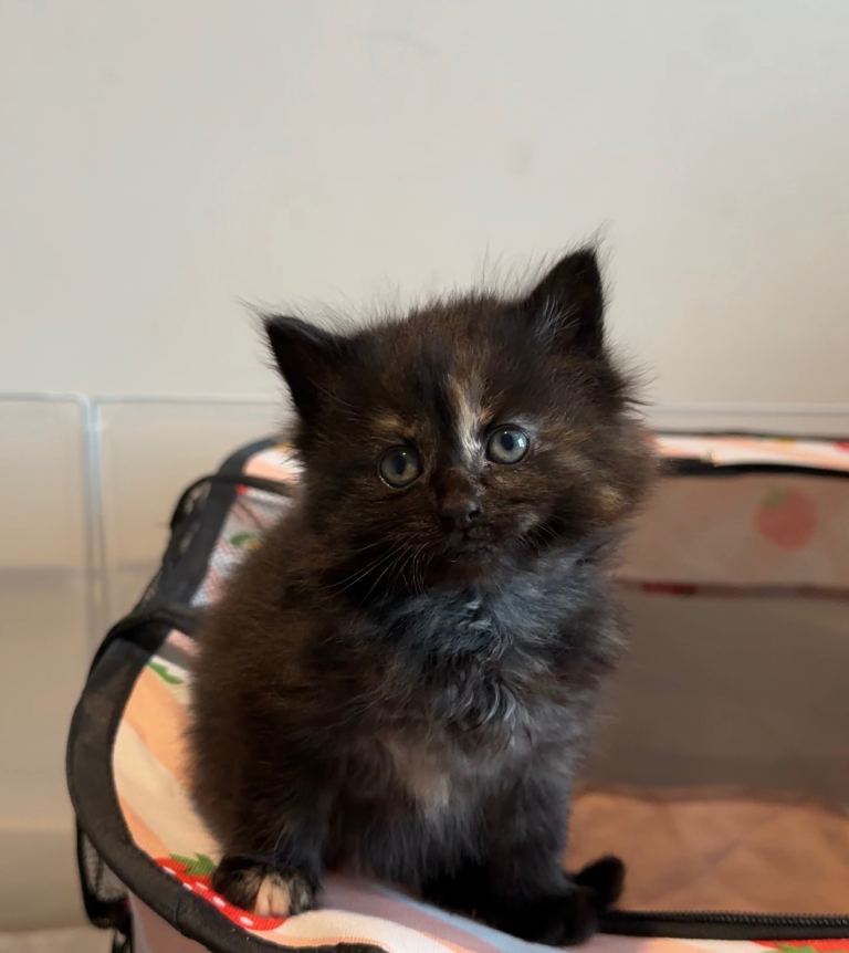 🐾 Beautiful Kittens Looking for Loving Homes 🐾