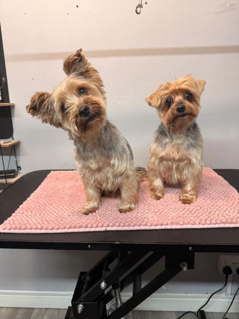 Yorkies 