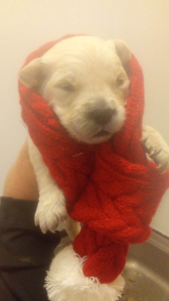 Golden retriever puppies