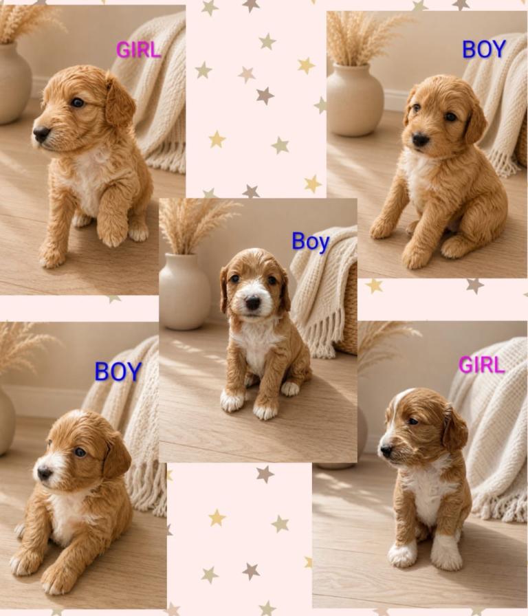 ⭐️ Stunning F1b toy cockapoo’s ⭐️