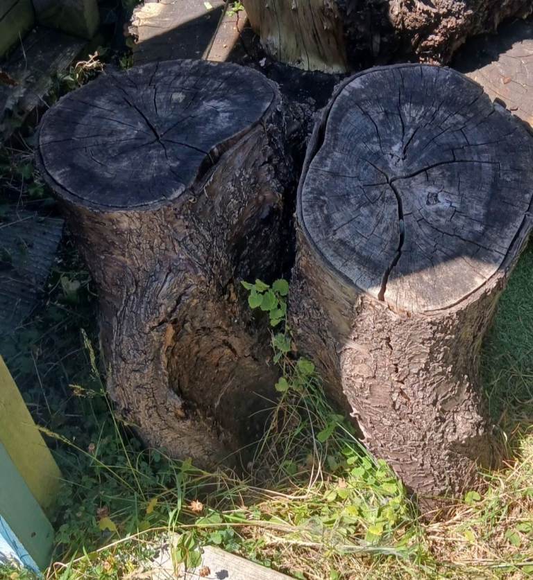 Cherry tree trunk wood turning