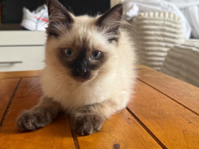 Ragdoll kittens ready now last one remaining 