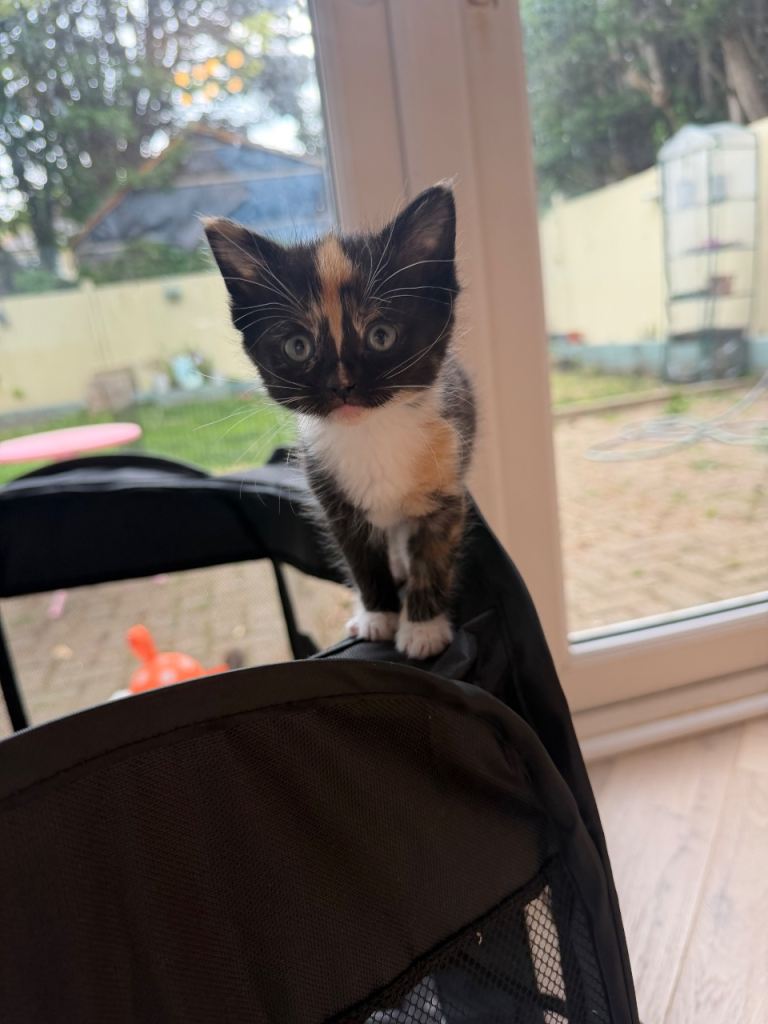 British shorthair/calico kittens, mixed litter 