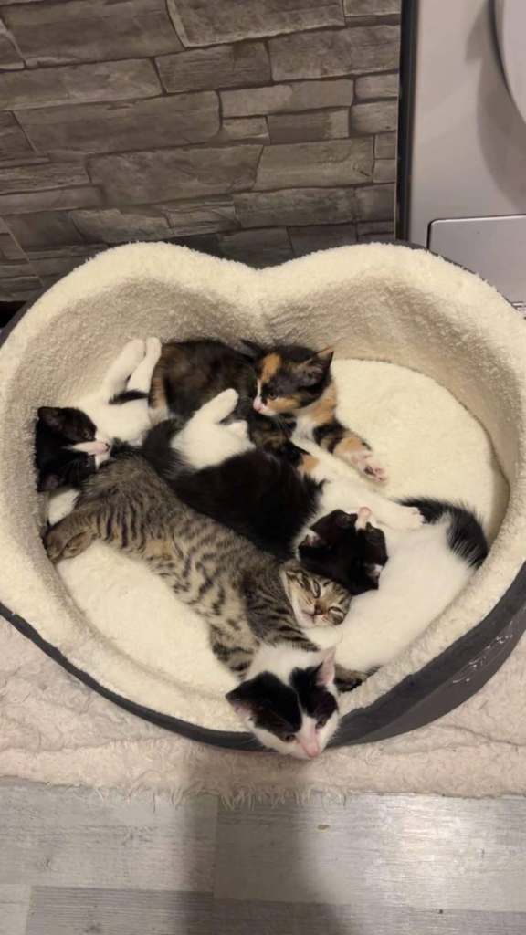 Kittens