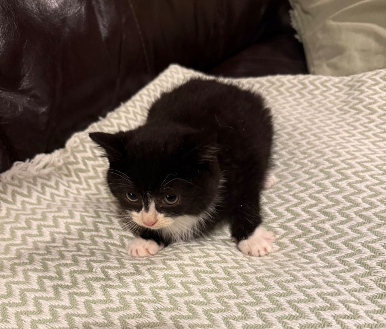 Gorgeous male kittens **both reserved**