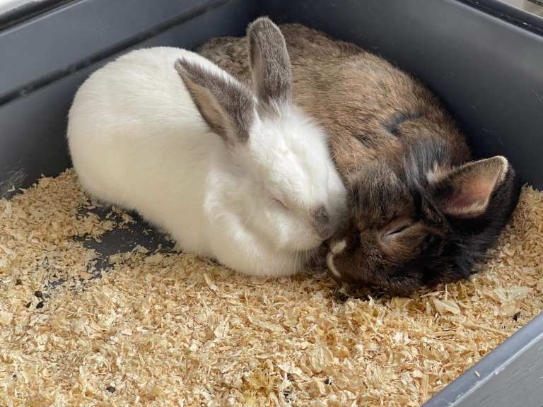 Two lovely rabbits and two cages (small & large)