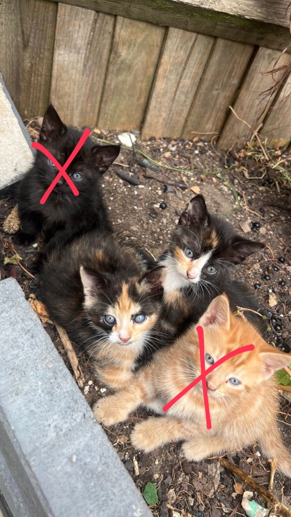 Mixed breed kittens 