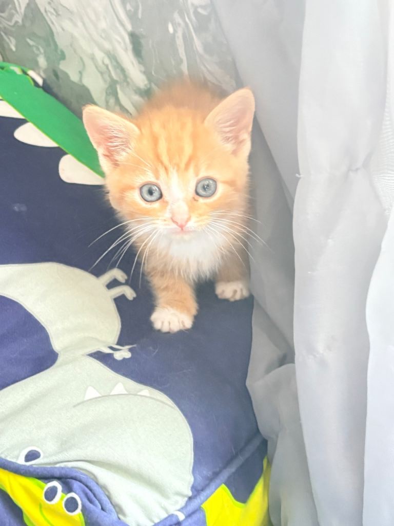 gorgeous kittens