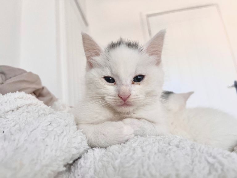 Male and female kitten for sale 