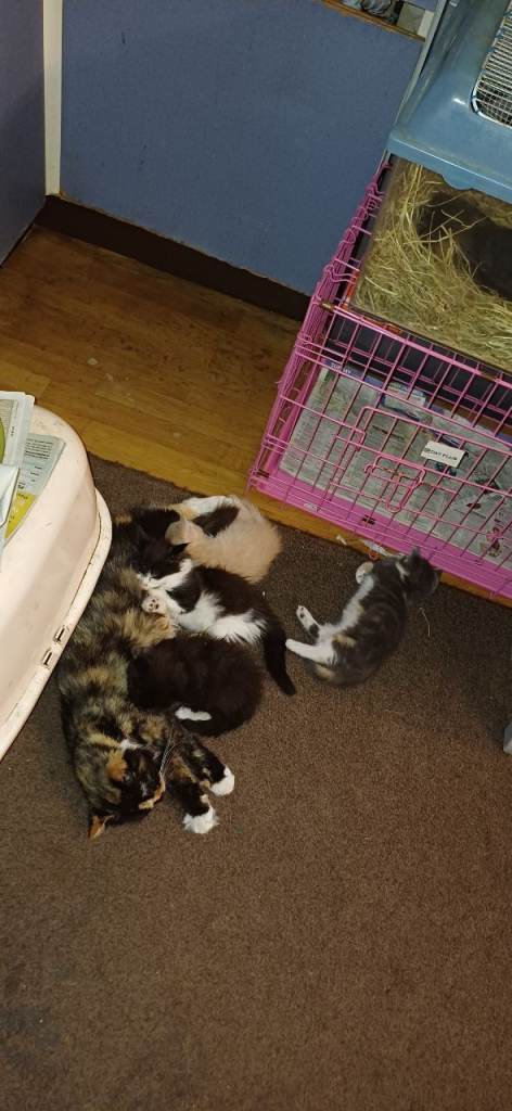 Kittens 