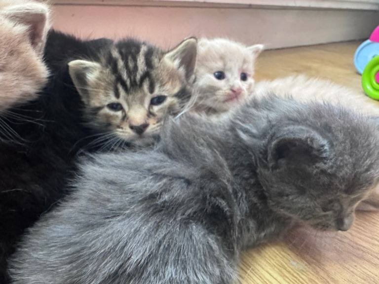 Kittens ready 24/08