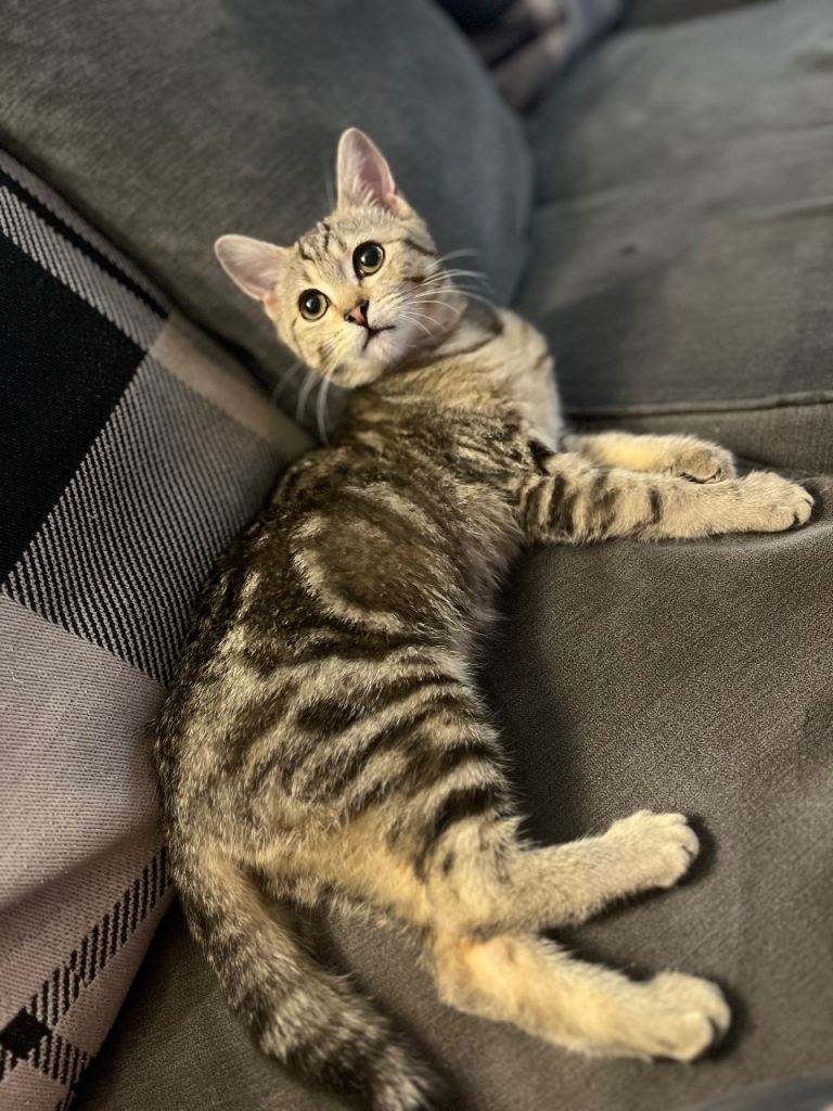 4 month old x shorthaired kitten