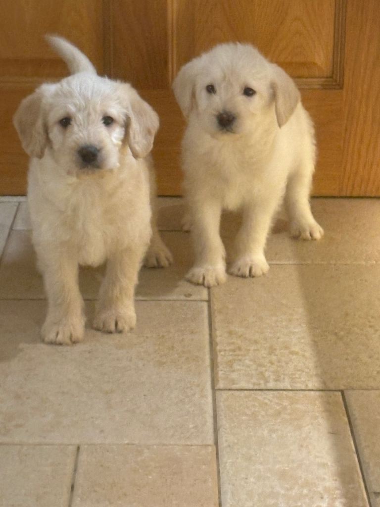 Miniature labradoodle pups