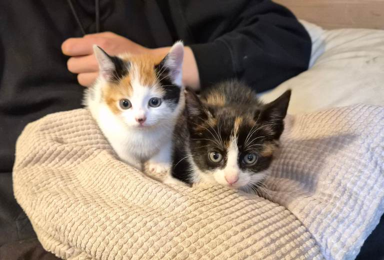 Kittens