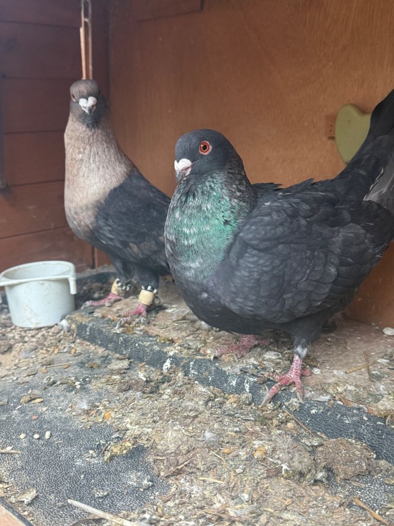 North London: Pigeon for sale 
