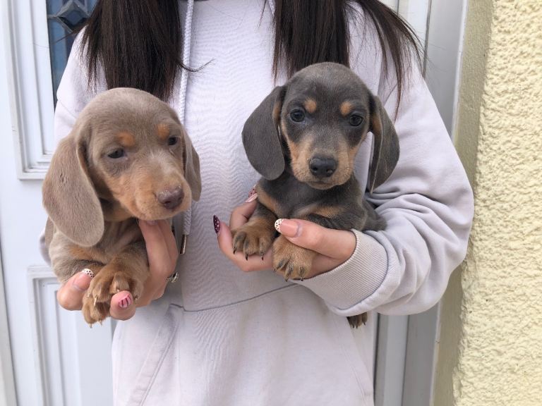 Miniature dachshund puppies