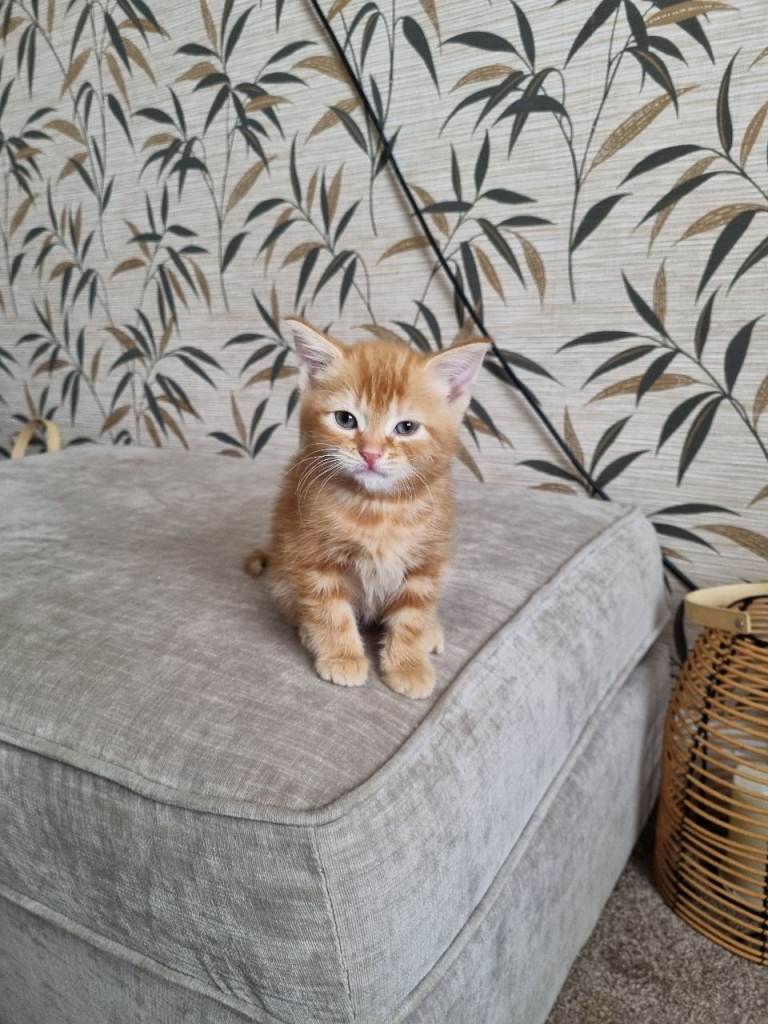 Last Ragdoll X British short-hair kitten