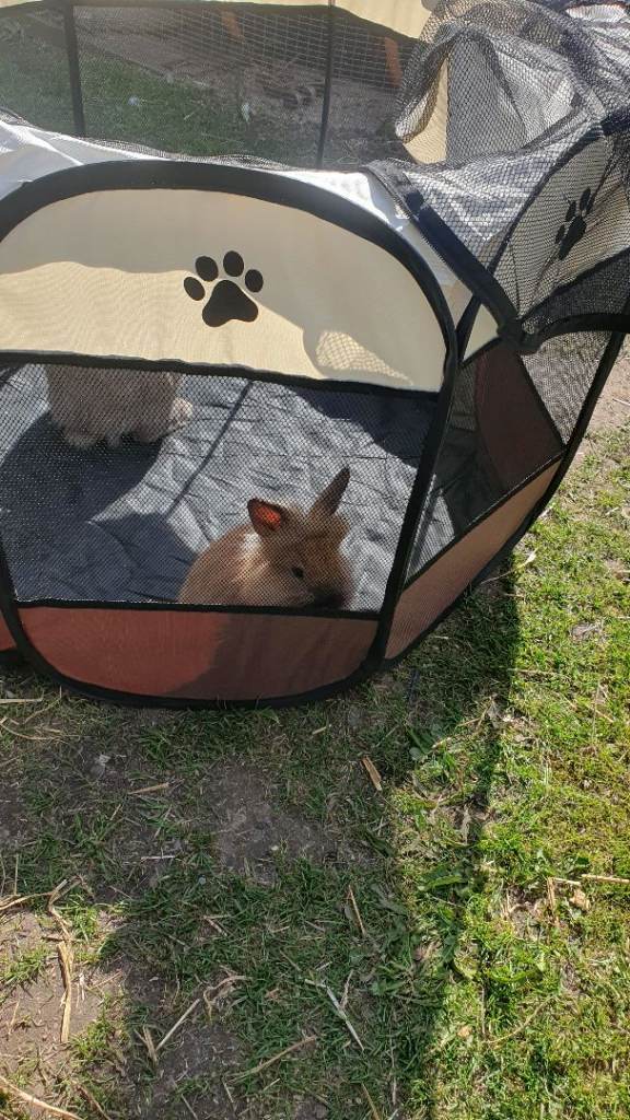 Pet enclosure 