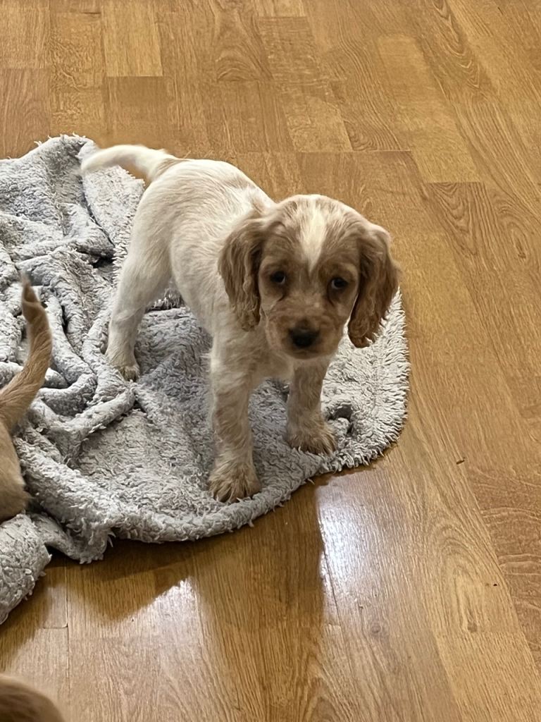 Cocker spaniel bitch 