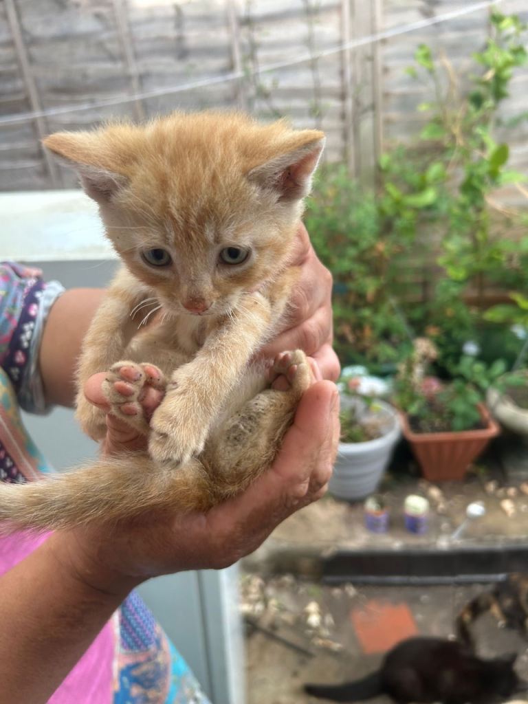 Beautiful ginger family looking new home 