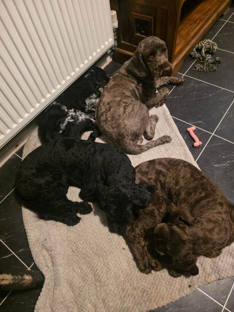 F2b Cockapoo puppies need forever homes