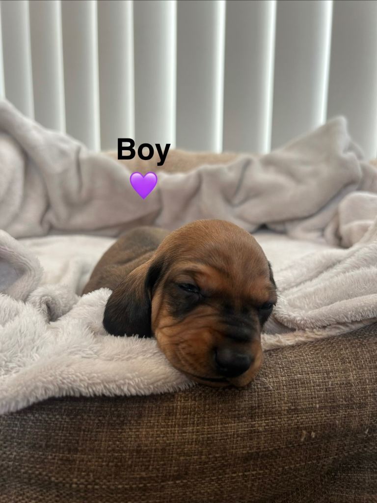 Stunning KC reg smooth standard dachshunds 