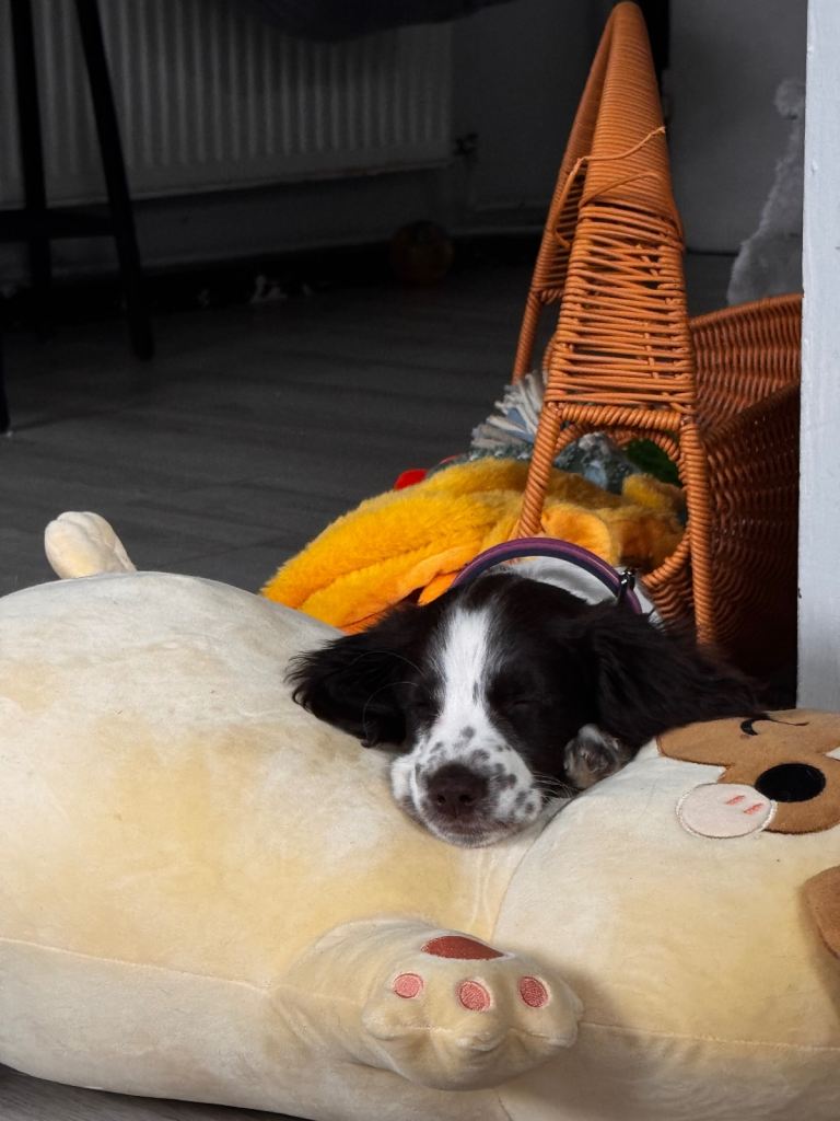 Sprocker spaniel 