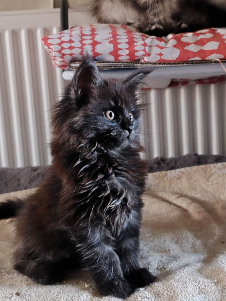 Maine Coon kitten (male)