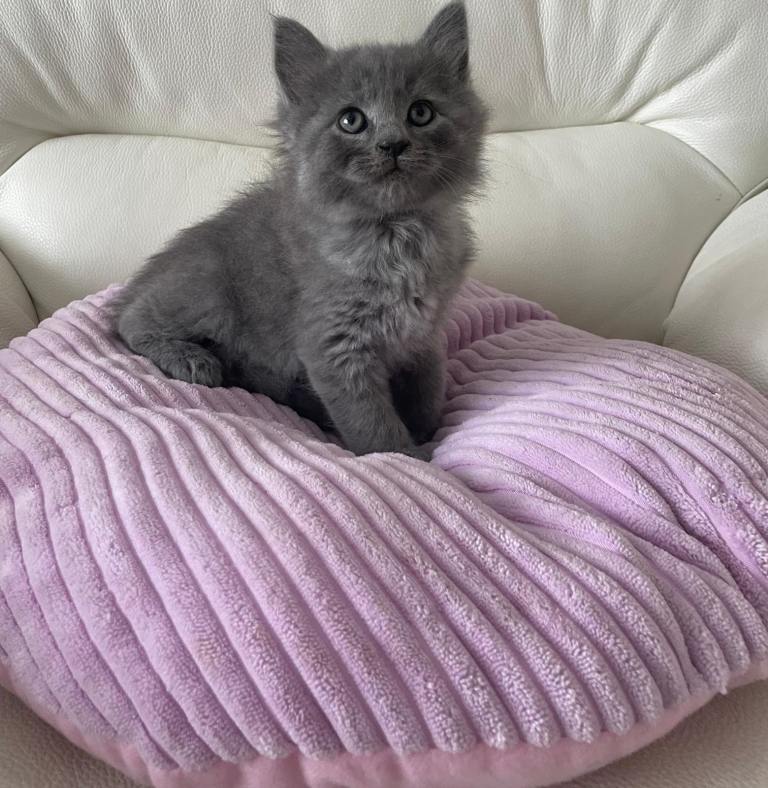 Pedigree Maine Coon X Pedigree Ragdoll 