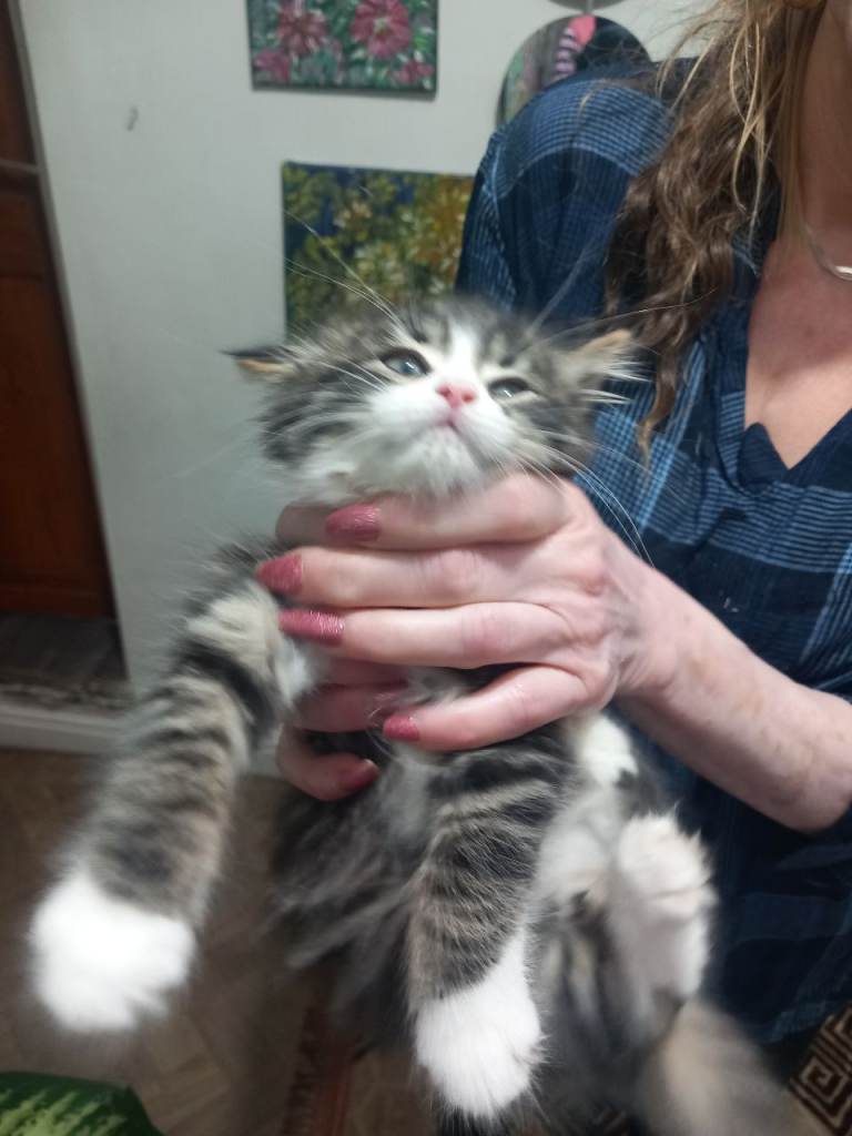 He will be 2 months old on December 17. Thick fur, nice and friendly boy kitten. Rare and beautiful.